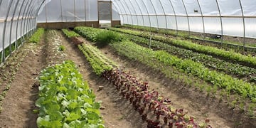 La Municipalidad propone que haya más producciones agrícolas sin químicos