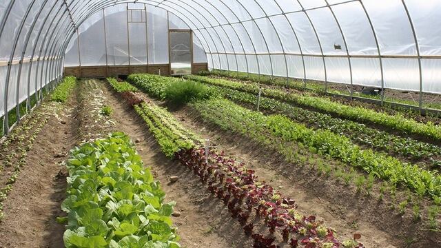 La Municipalidad propone que haya más producciones agrícolas sin químicos