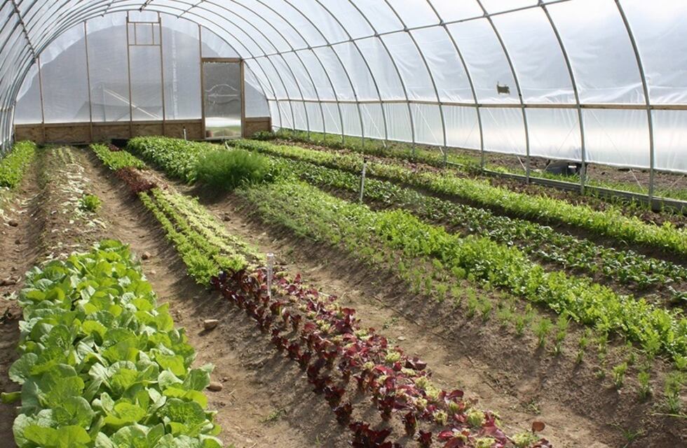 Quieren potenciar la producción local de alimentos