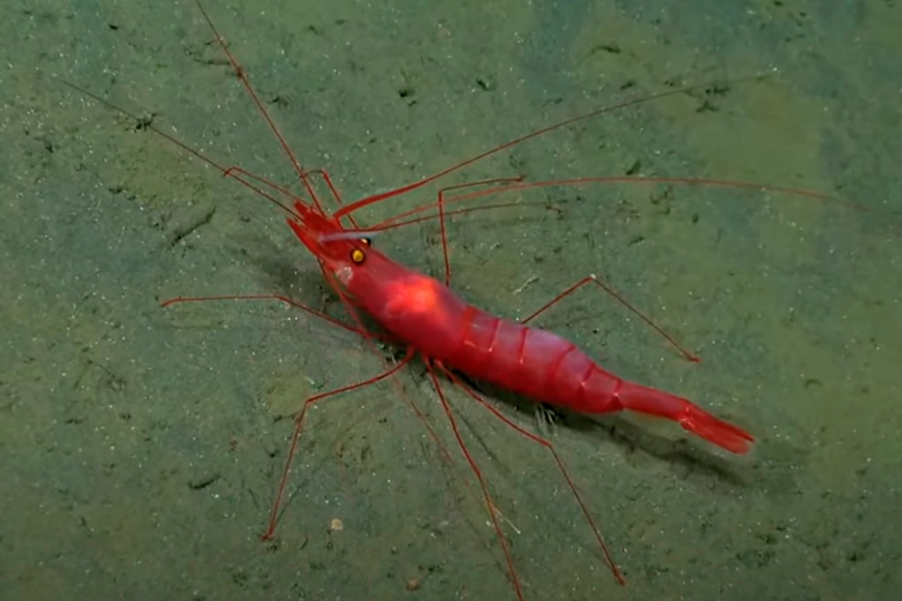 Imágenes de la expedición del CONICET en las profundidades del cañón Mar del Plata. (Schmidt Ocean Institute)