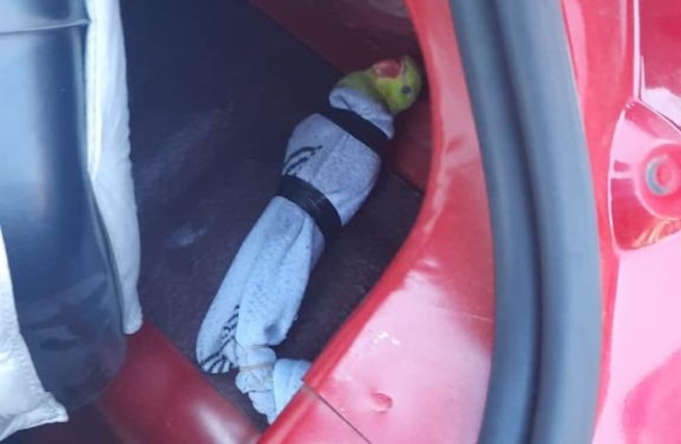 Detuvieron a un mendocino que trasladaba aves exóticas envueltas en medias y en el motor del auto
