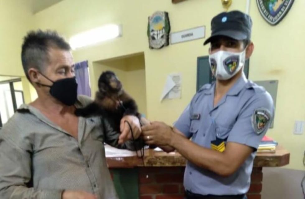 Rescataron a un mono “caí” que estaba lastimado