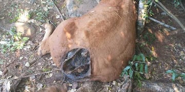 Presunto ataque de felino a una chacra de Dos de Mayo.
