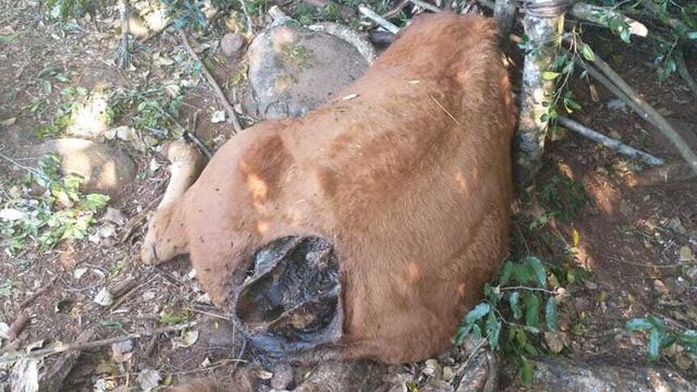 Presunto ataque de felino a una chacra de Dos de Mayo.