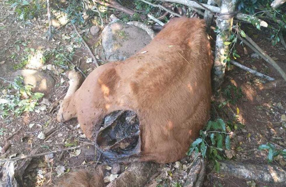 Presunto ataque de felino a una chacra de Dos de Mayo