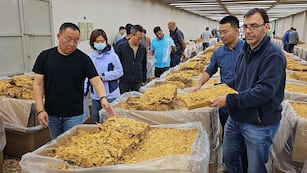 "Seguimos trabajando por un futuro sólido, sostenible y con mejores oportunidades para nuestra producción tabacalera", dijeron directivos de la Cooperativa de Tabacaleros de Jujuy.