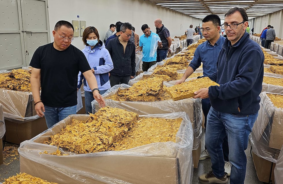 Mercados exigentes: tabacos producidos en Jujuy reciben “muy buenas calificaciones” en China