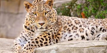 Leopardo. (Foto: Freepik)