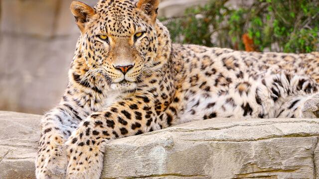 Leopardo. (Foto: Freepik)