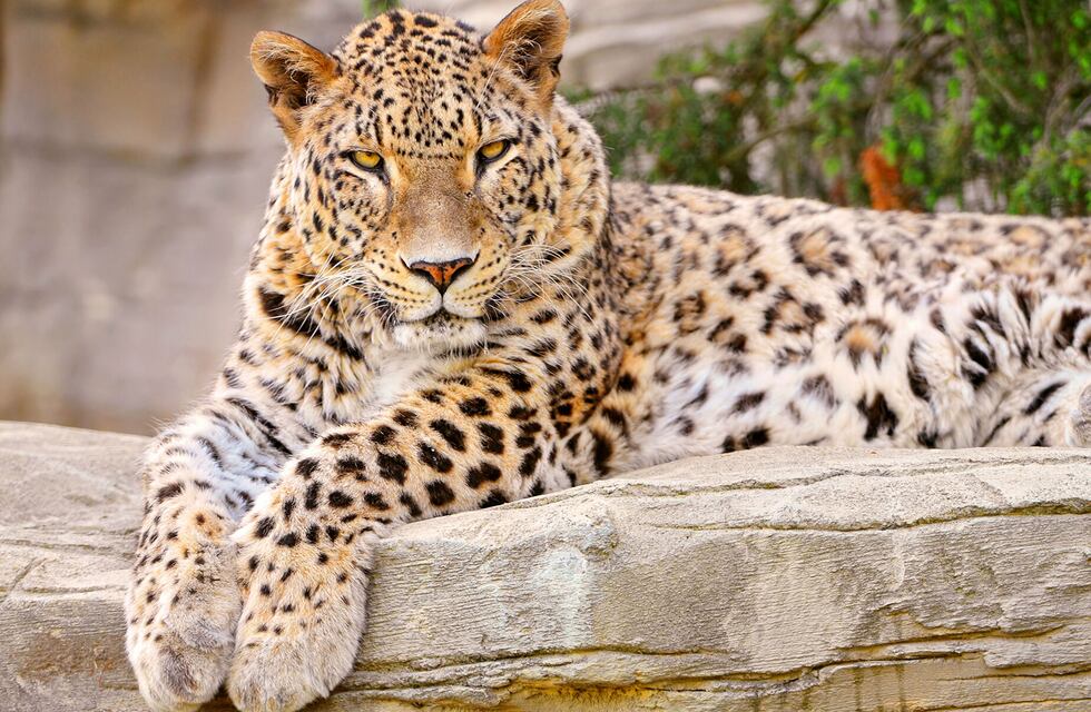 Encontraron una pareja de leopardos de Persia, una especie exótica y en peligro de extinción