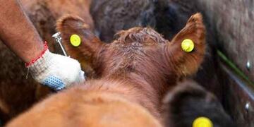 Argentina refuerza sus controles ante el foco de fiebre aftosa en Alemania
