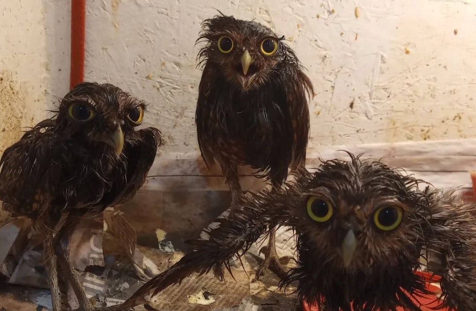 Rescataron a tres pequeñas lechuzas empetroladas, en Mendoza: están delicadas