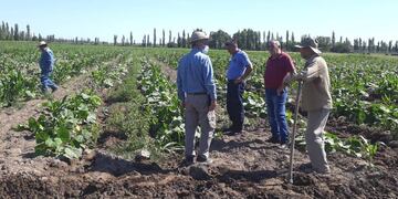 Produccion de tomate y zapallo en San Rafael.