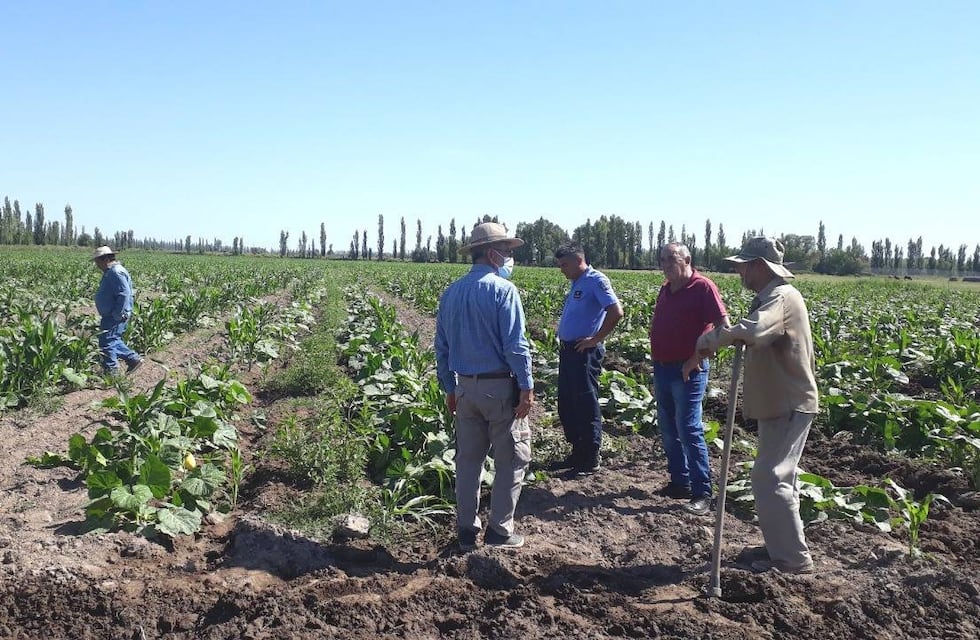 Programa de producción de tomate y zapallo: hay más de 50 productores y un centenar de hectáreas cultivadas