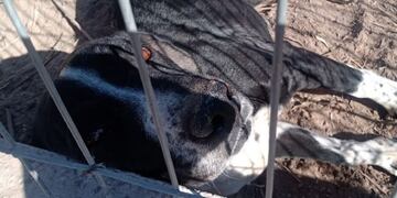 El animal es una cruza de pitbull con labrador.