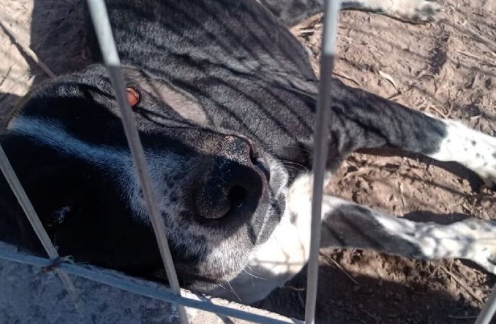 Adoptaron a una perra y ahora piden que se la lleven: a un miembro de la familia le fracturó dos dedos