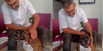 La tenencia responsable de una mascota