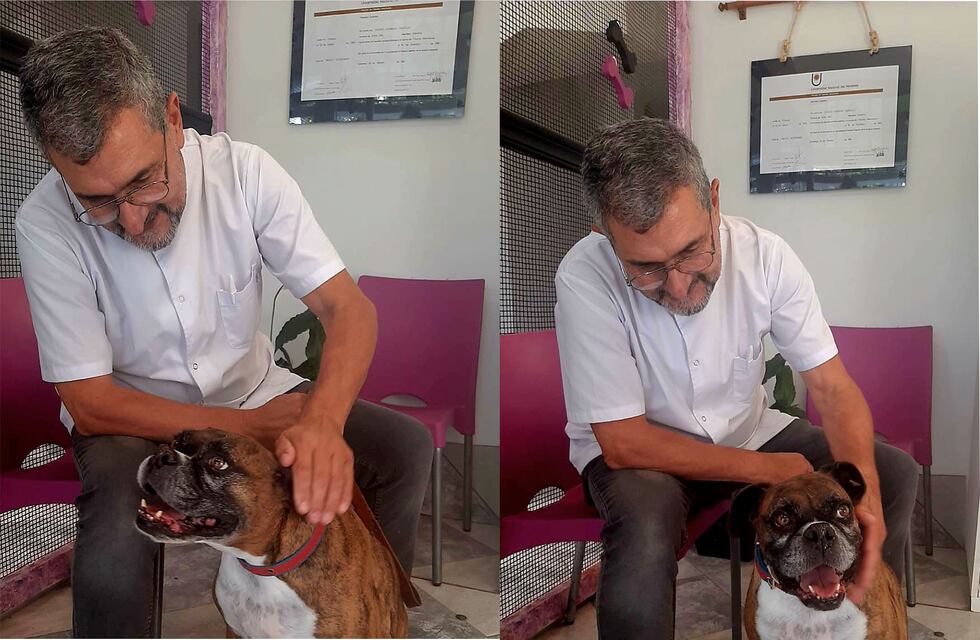 Historias de consultorio veterinario: la tenencia responsable