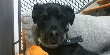 Punta Alta: una familia denunció que mataron a su perro y lo colgaron en la reja