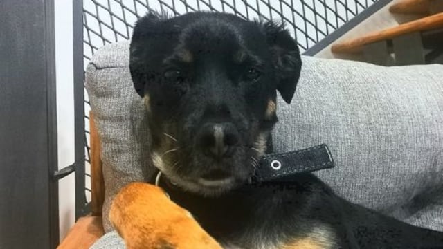 Punta Alta: una familia denunció que mataron a su perro y lo colgaron en la reja