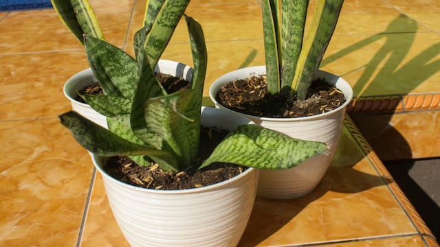 Cómo cuidar la lengua de suegra: el truco para dejar las hojas brillantes con un solo ingrediente