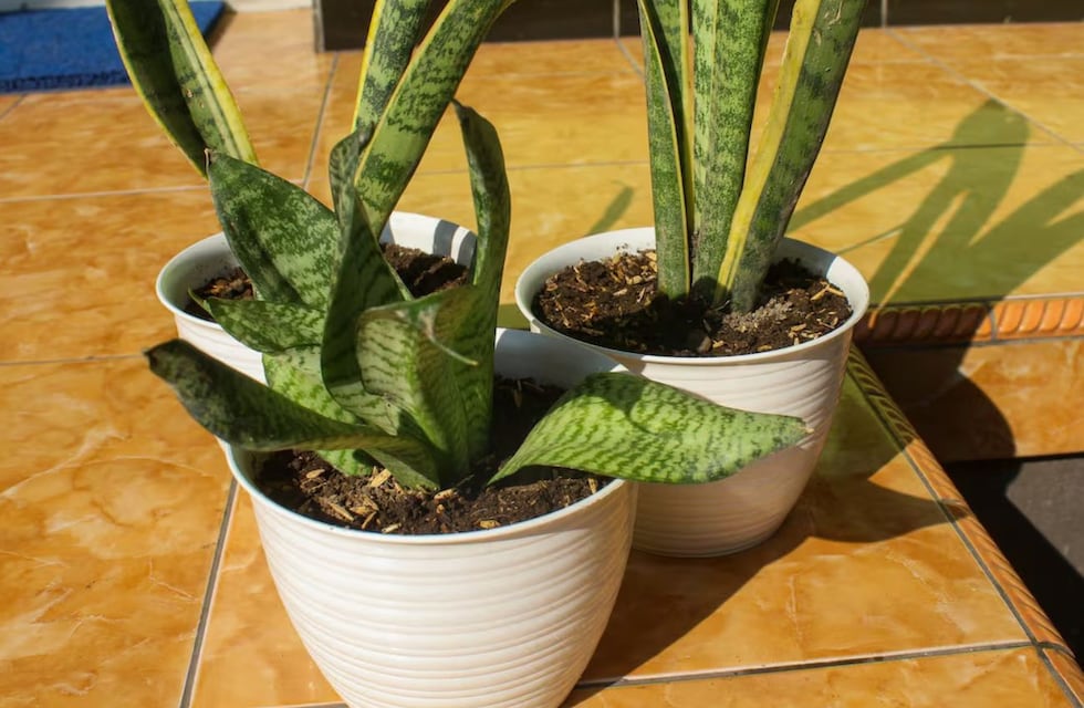 Cómo cuidar la lengua de suegra: el truco para dejar las hojas brillantes con un solo ingrediente