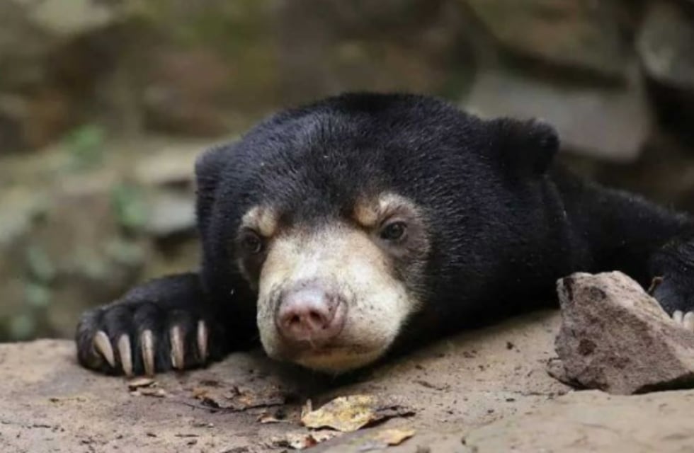 VÍDEO VIRAL: aseguran que en un zoológico de China estafaron a la gente disfrazando a personas para hacerse pasar por osos