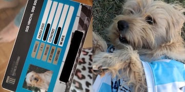 Rodo el perro académico, con su carnet.