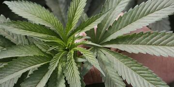 Planta de cannabis (imagen ilustrativa).