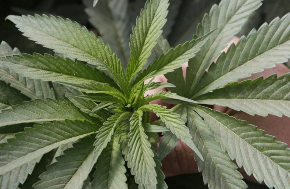 La historia de los cordobeses que cosechan marihuana en Estados Unidos