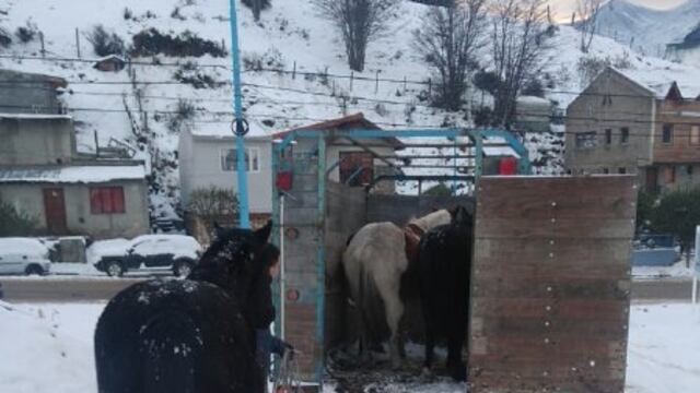 Personal de Defensa Civil Municipal colabora con los vecinos en tareas de rescate de equinos