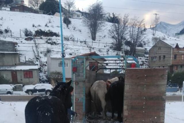 Personal de Defensa Civil Municipal colabora con los vecinos en tareas de rescate de equinos