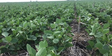 SOJA. En cinco meses subió casi 200 dólares la tonelada en el mercado de Chicago / siguiendo aún en baja por clima y promedios de toneladas. (Gentileza Santiago Lorenzatti)