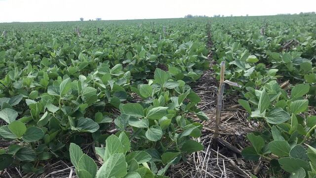 SOJA. En cinco meses subió casi 200 dólares la tonelada en el mercado de Chicago / siguiendo aún en baja por clima y promedios de toneladas. (Gentileza Santiago Lorenzatti)