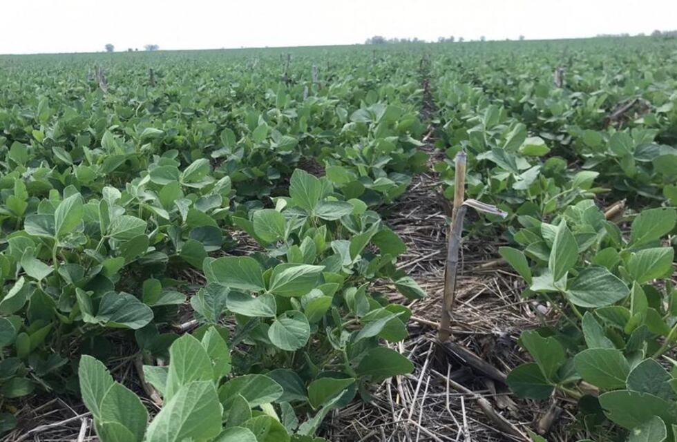 Novedades en el mercado internacional granario