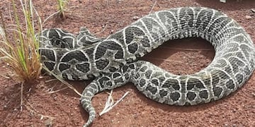 Una yarará mordió a dos perros en Eldorado.