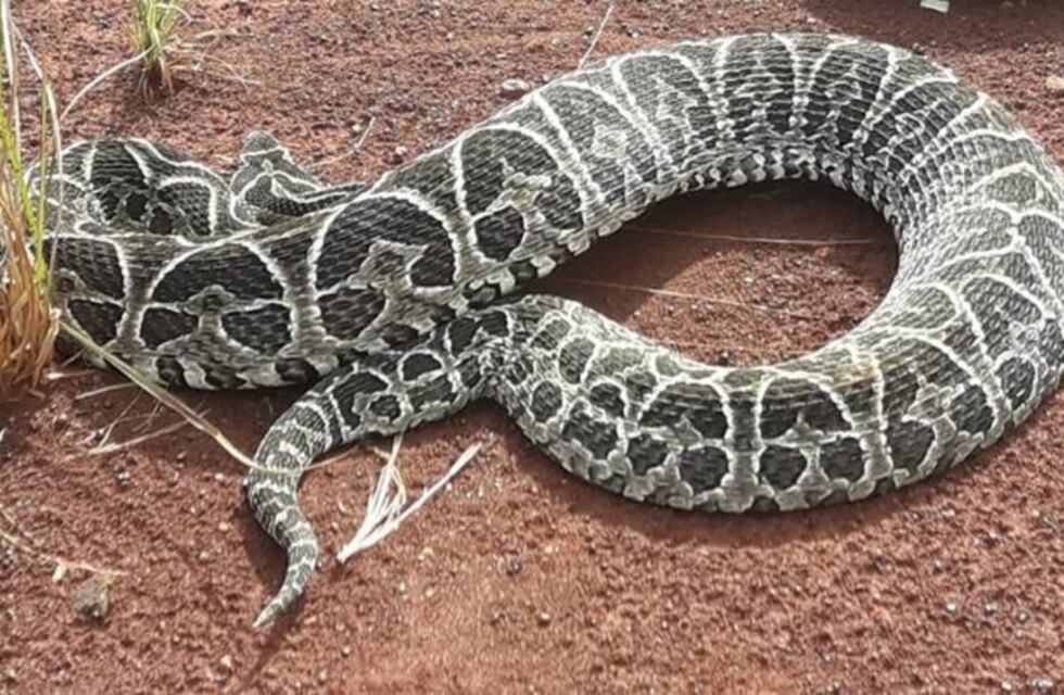 Una yarará mordió a dos perros en Eldorado