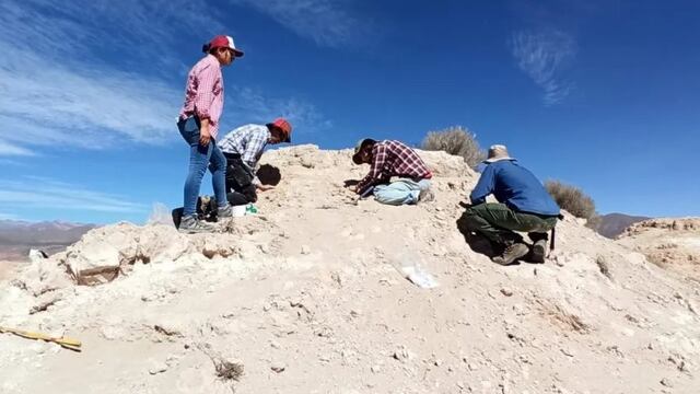 La extracción de los restos fósiles encontrados en Humahuaca por un pastor fueron retirados por un equipo de paleontólogos encabezado por Carlos Ercoli, convocado por la Secretaría de Cultura de Jujuy.