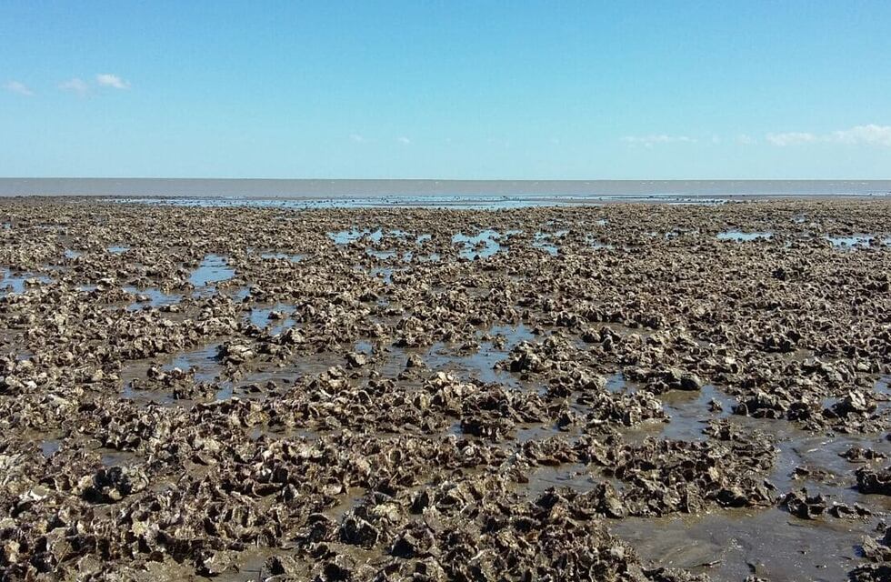 Definen acciones ante el avance de las ostras en la costa de Coronel Rosales