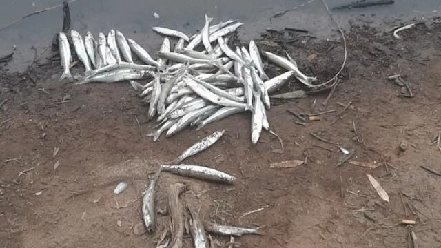 Aparecieron peces muertos en el Dique San Agustín y preocupa a los vecinos.