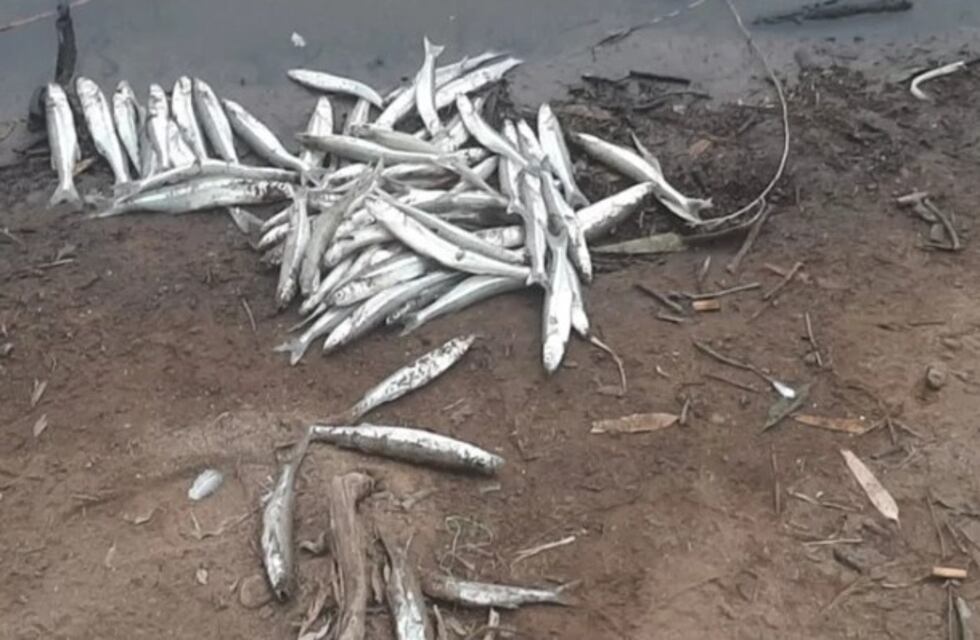 Preocupación en San Juan por un extraño hallazgo: aparecieron peces muertos en el Dique San Agustín