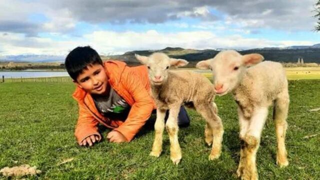 Benjamín, el niño de Chubut que rescató dos corderos.