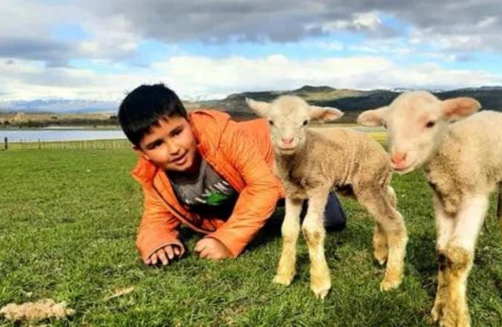 Pequeño héroe de Chubut: un nene rescató a dos corderitos y los llevó a su casa para cuidarlos