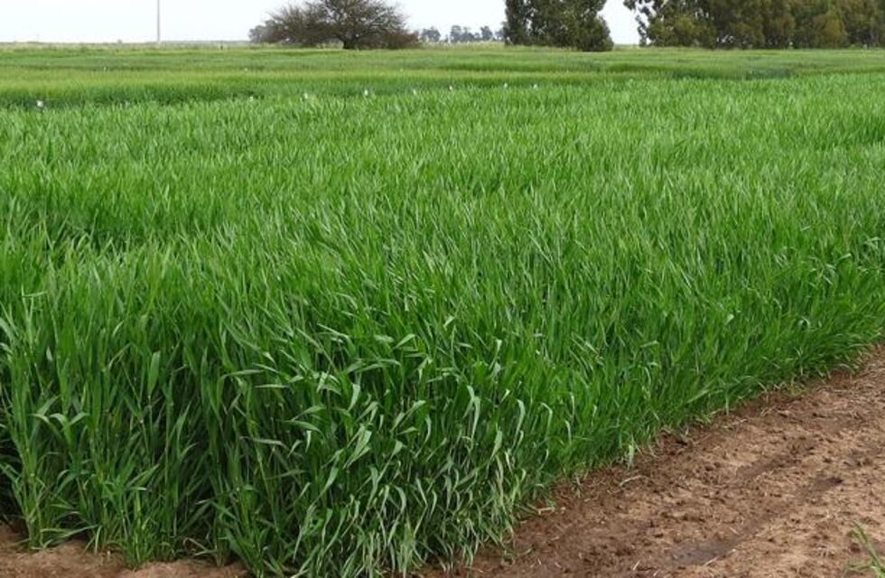 Cebadas con destino forrajero, una buena opción para esta época