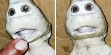 Un pescador encontró un extraño ejemplar en el mar de Indonesia. Mirror.