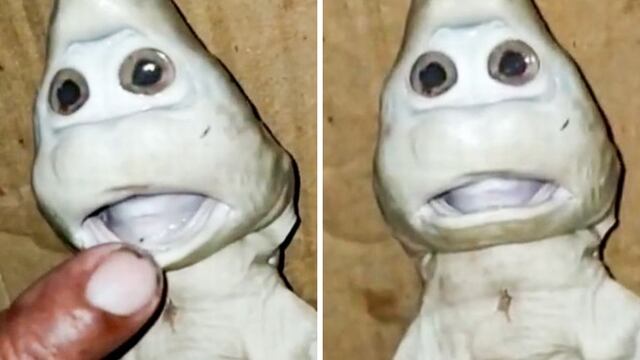 Un pescador encontró un extraño ejemplar en el mar de Indonesia. Mirror.