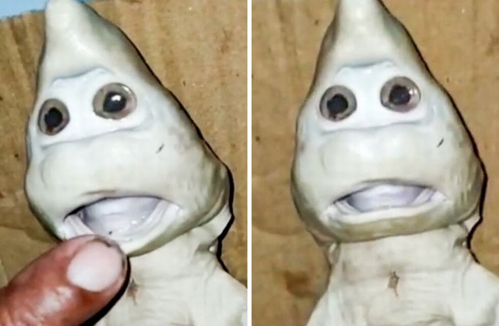 Tiburón con rasgos humanos: el increíble hallazgo de un pescador en Indonesia