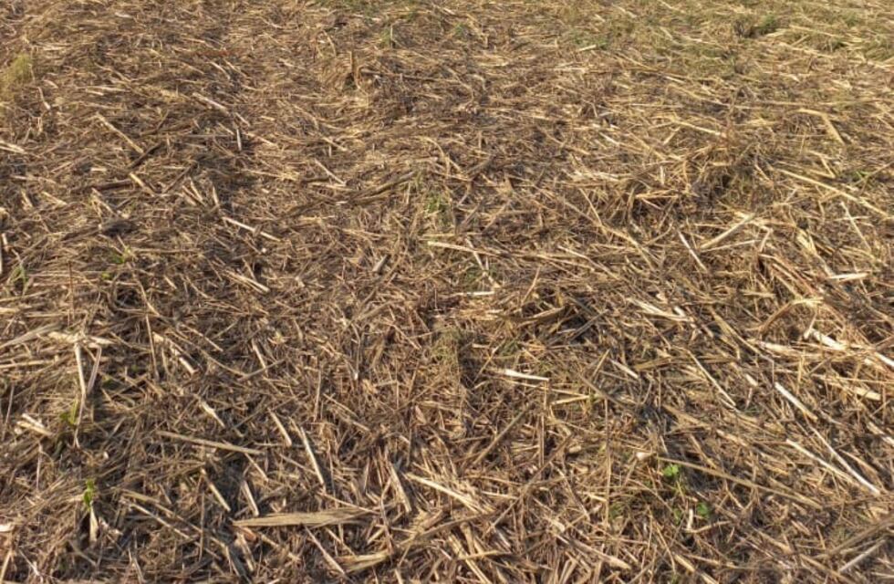 Confirman que el cuerpo hallado en un cañaveral en Los Bulacio es de Ana María Carrizo