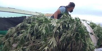 Encontraron más de mil plantas de cannabis en terrenos del concejal de Sanagasta.