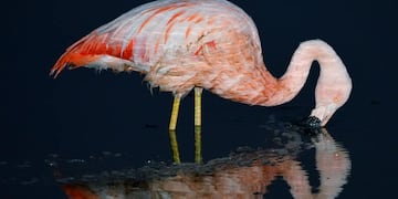 Flamenco en Laguna Mar Chiquita. (Fotógrafa Paola Sereno).